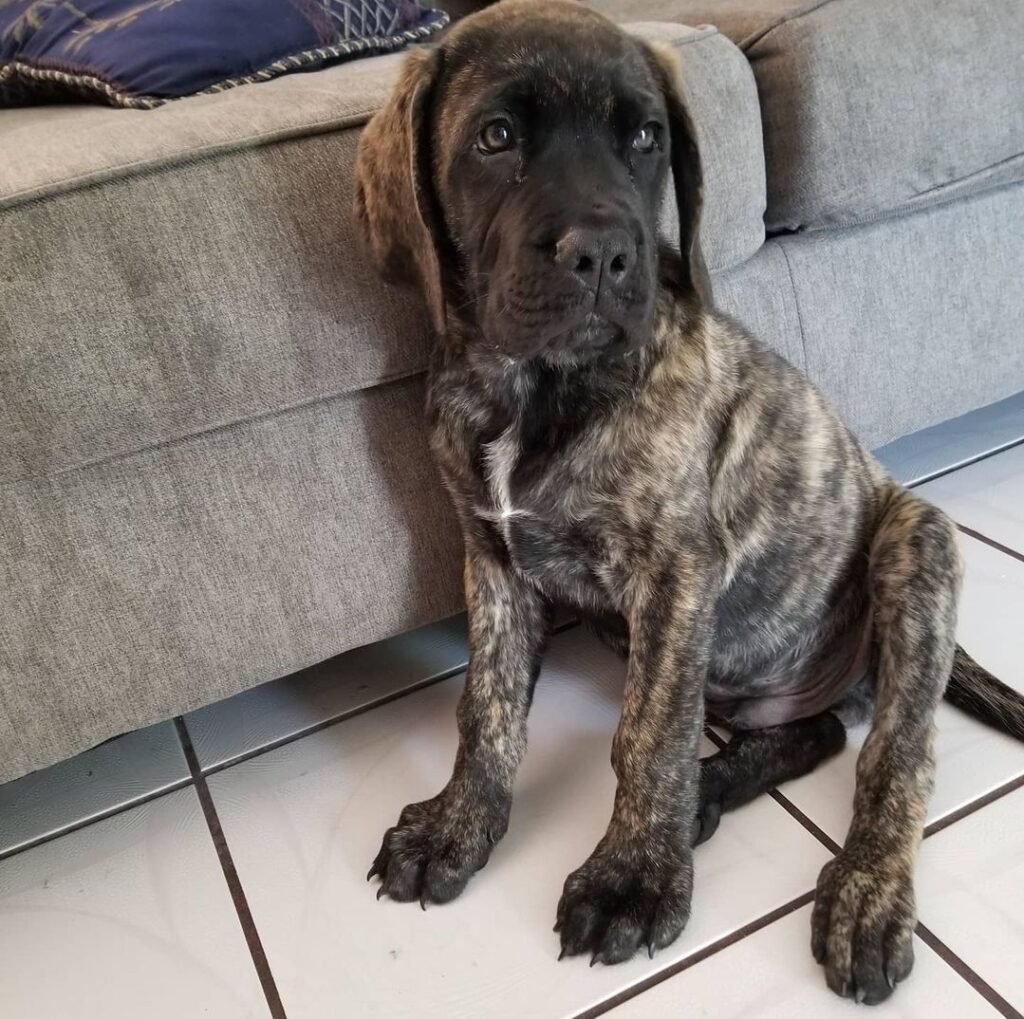 Male English Mastiff