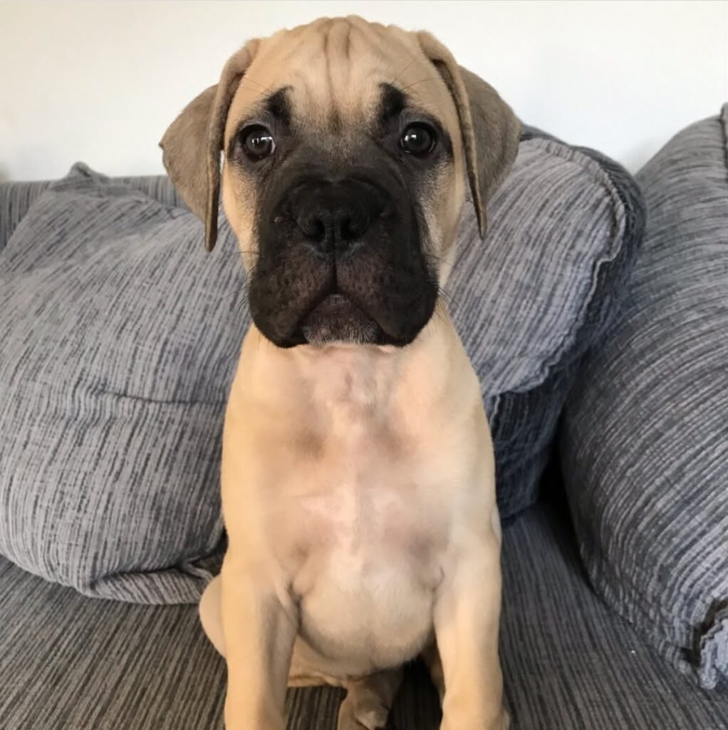 English Mastiff