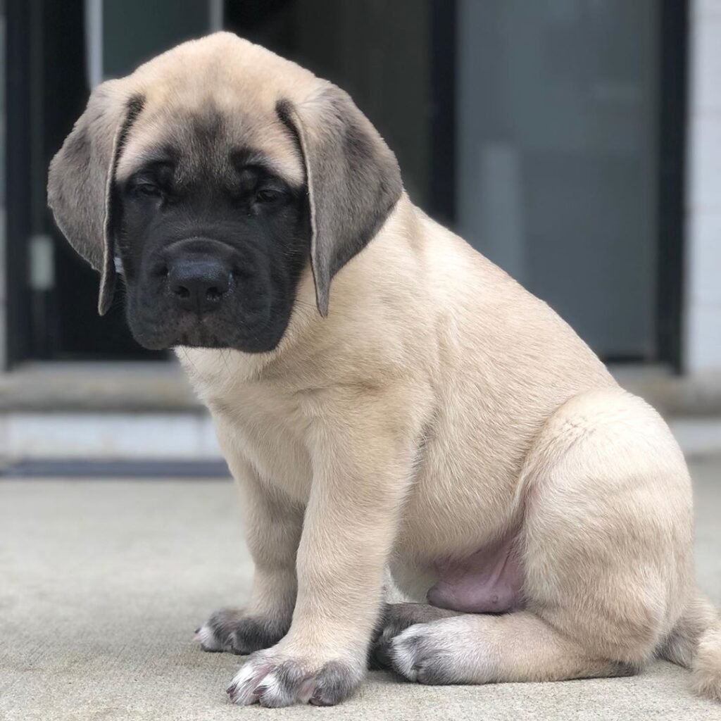 Male English Mastiff