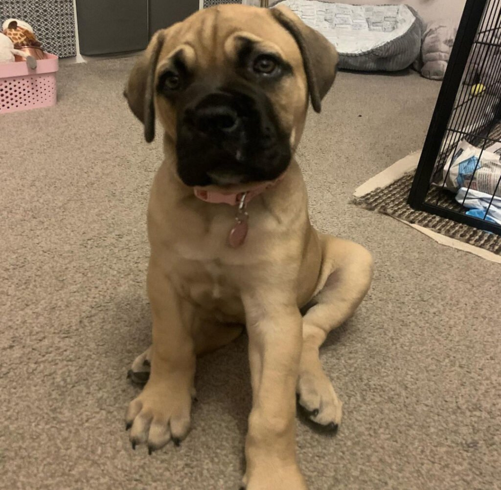 male Bull Mastiff